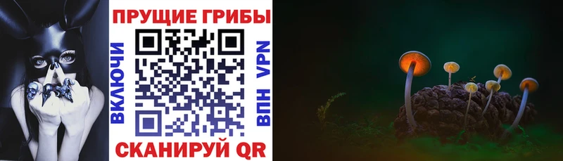 где купить Аткарск omg ONION Галлюциногенные грибы GOLDEN TEACHER